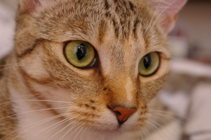 Illustrative real photograph of Chelsea the cat, photographed by Stefan van der Walt